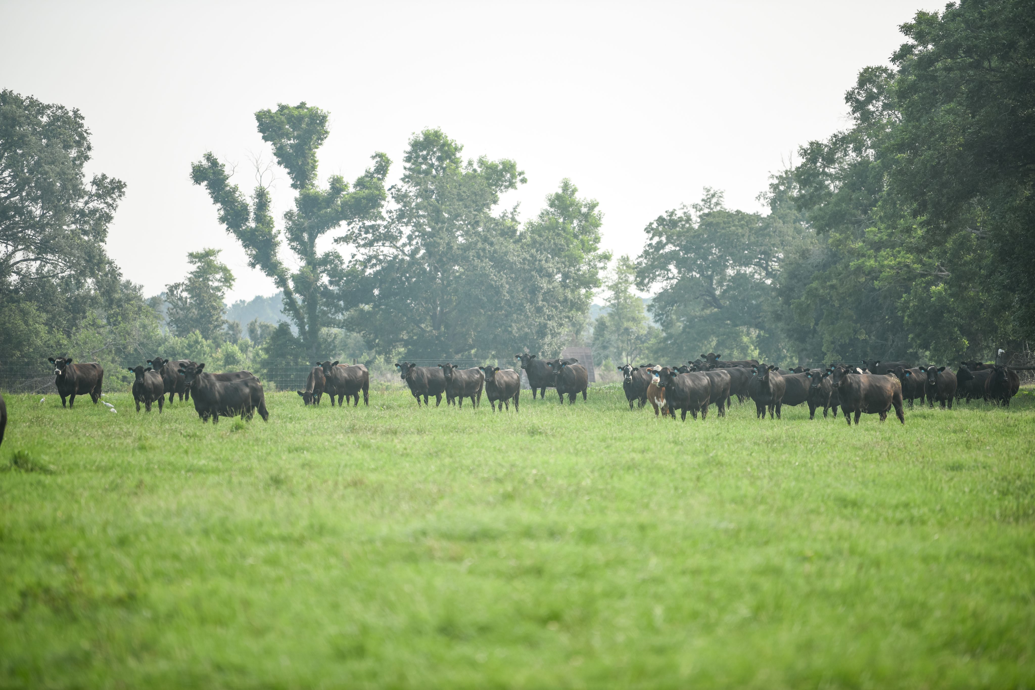 beef cattle in field