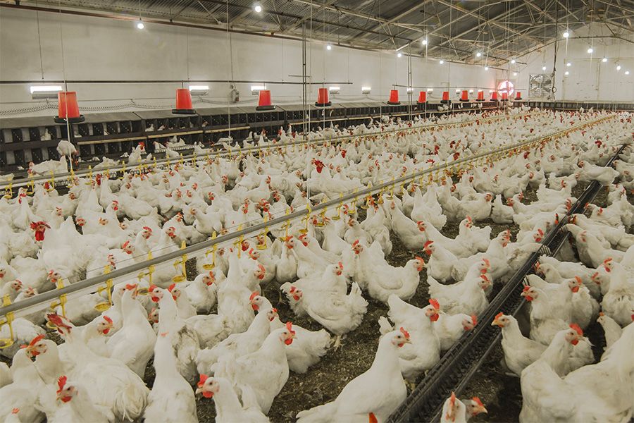 poultry in house credit UGA