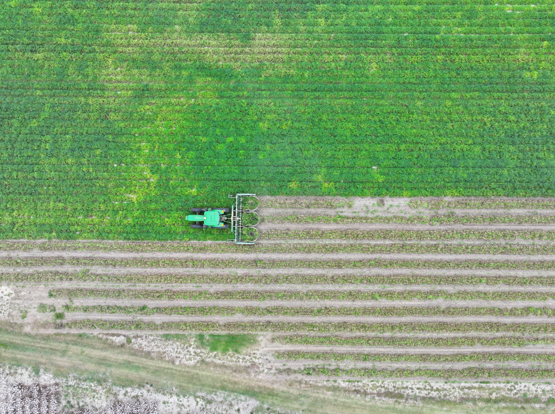 Image of a tractor pulling a peanut digger in a peanut field in Georgia. 