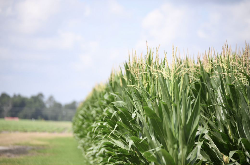 corn in georgia