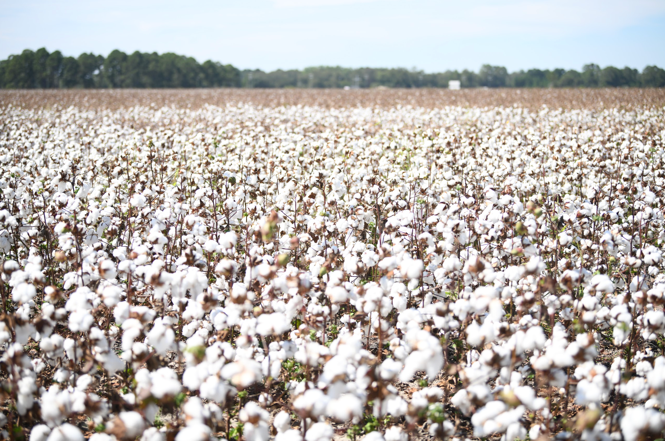 cotton field